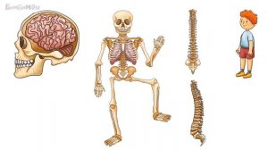Как устроен человек_ Как устроен мой скелет. Зачем мне кости_