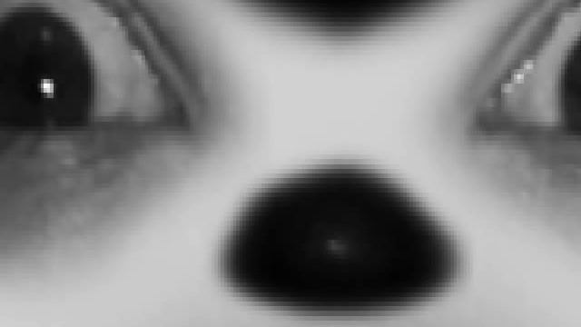 suicidemouse.avi a creepypasta