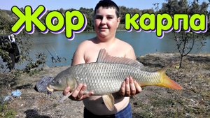 Когда весенне-летний жор у карпа? Когда пресноводная свинья ловится на все подряд!