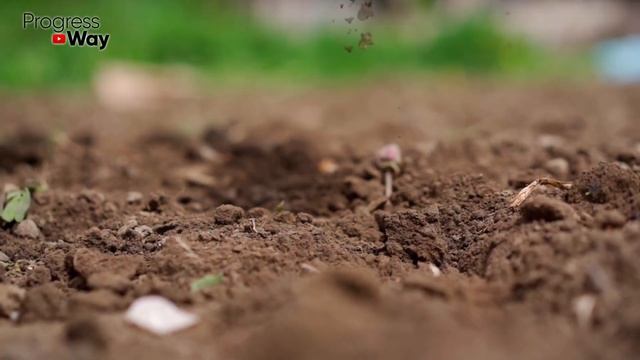 Почва станет здоровее, лишь добавьте сапропеля! И никакой «черной ножки» у рассады! смотреть онлайн