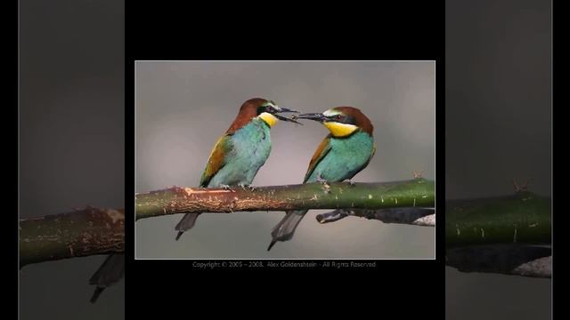 81 мир фауны смотреть онлайн