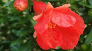 Зацвел гранат.