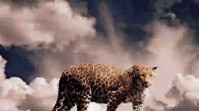 Самые красивые животные в мире смотреть онлайн