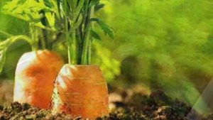 СУХАЯ ГНИЛЬ МОРКОВИ или ФОМОЗ