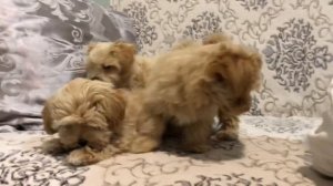 Мальтипу продажа Краснодар