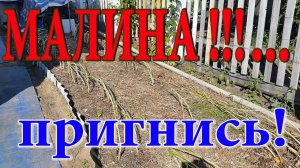 Подготовка малины к зиме. Малина. Пригибание.