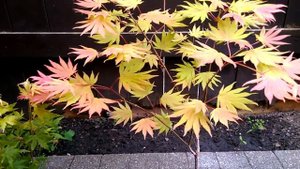 Acer Shirasawanum Aureum, Autumn Moon, Moonrise - In Spring Comparison (part 2 of 2)