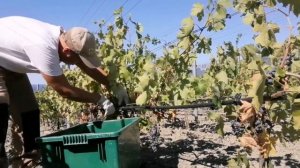 Сбор винограда на Южном берегу Крыма 2022 Winepark