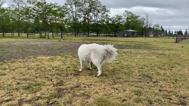 Large German Shepherd attacks Pitbull at Dog Park (Dog Park attack Injury!) Who's fault? смотреть онлайн