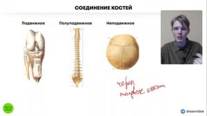БИОЛОГИЯ ОГЭ - Соединение костей