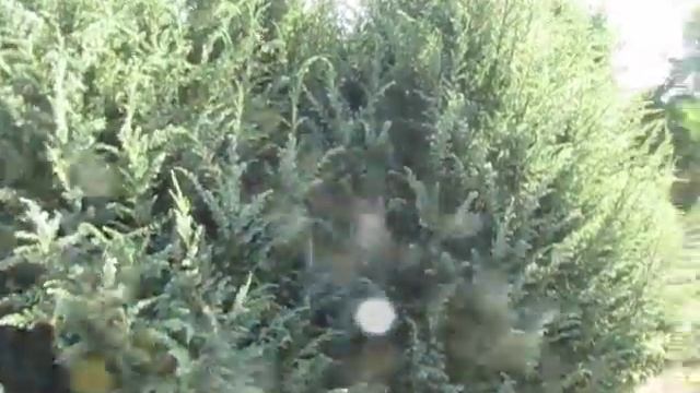 Можжевельник обыкновенный