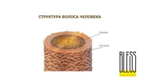СТРОЕНИЕ ВОЛОС. Медула, кортекс, кутикула