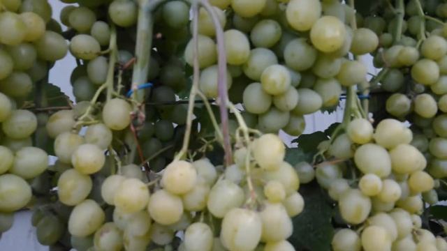 Виноград Супер Экстра 18.07.2019 смотреть онлайн