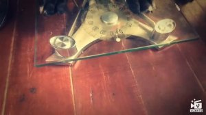 Щенки кане корсо, 2.5 месяца. Взвешивание щенков