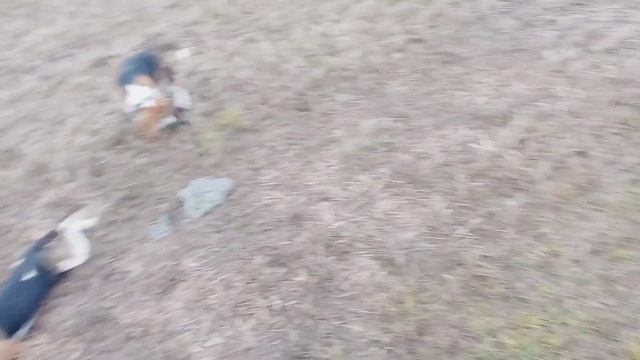 Выгул собак. смотреть онлайн