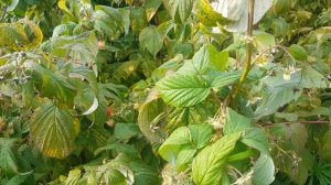 POLKA - Полка известный ремонтантный сорт малины. Супер транспортабельность и вкус ?