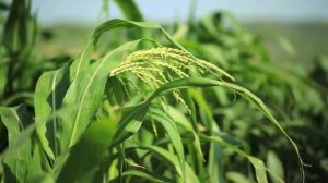 CLAAS DOMINATOR 130 – достойный представитель семейства