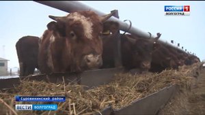 Суровикинский племрепродуктор сохраняет позиции по разведению красно-степной породы КРС