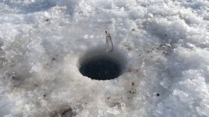 Где брать живца для жерлиц???? Ловля уклейки - верхоплавки. Как поймать живца?