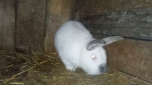 маленький ушастик 5