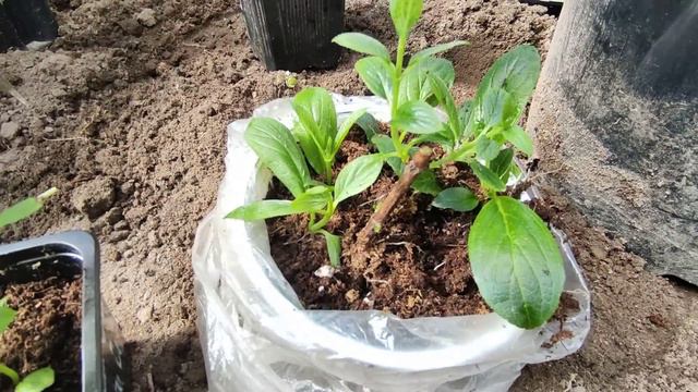 Укореняем  одревесневшие черенки после зеленого черенкования 🌿🌿🌿