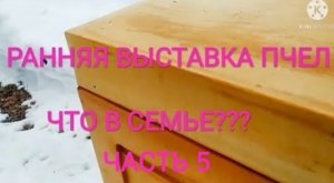 Ранняя выставка пчел. Пробую метод Сергея Гопка. Часть 5