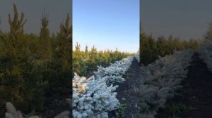 Карликовые хвойные и ель колючая Глаука глобоза.