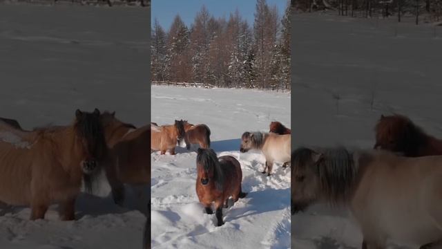 Якутские лошади | самая морозостойкая порода лошадей