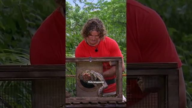 Horrifying video of Nick Cummins' snake bite on I'm A Celeb