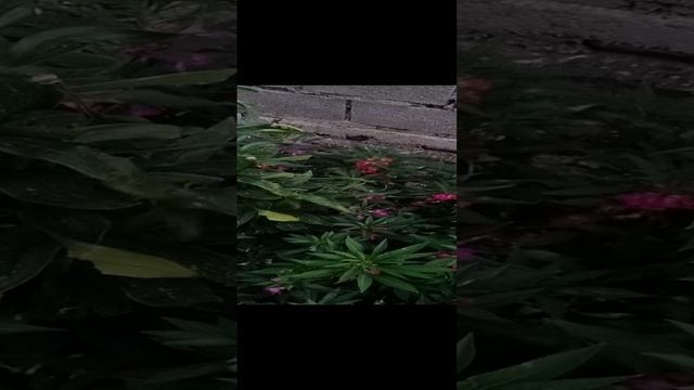 Виды проклятия, буду говорить эту неделю смотреть онлайн