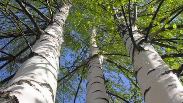 ДЕРЕВУШКА В ТУМАНЕ смотреть онлайн