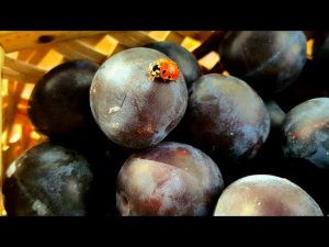 ВЛОГ Муха блогер  / Собираем СЛИВУ / ЧТО ДЕЛАТЬ с облепихой?