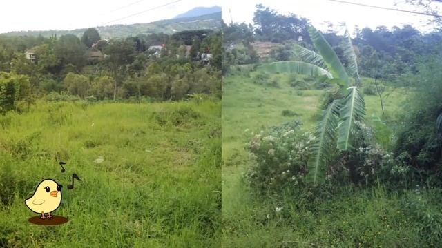 Present, West Java Property. смотреть онлайн