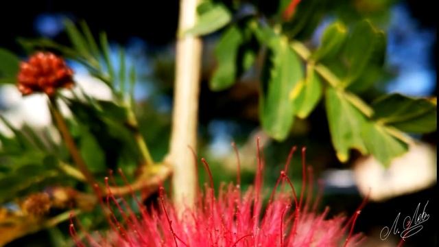 Цветы (краски Средиземноморья). смотреть онлайн