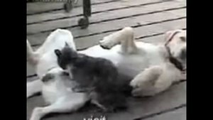 Кошка массажИр. Собака и хозяйка довольны