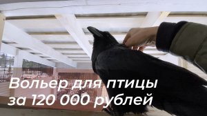 На прогулке Гоша опять улетел / Обзор вольера за 120 000 рублей!