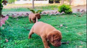 FRENCH MASTIFF || pure quality puppies | ऐसे देखे क्वालिटी को