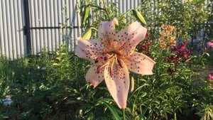 Лилия Тигровая Pink Giant