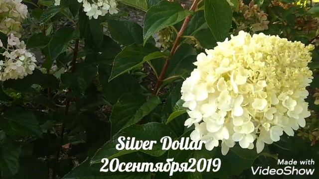 20сентября2019 Карликовая Метельчатая Гортензия Silver Dollar ?✌️ смотреть онлайн