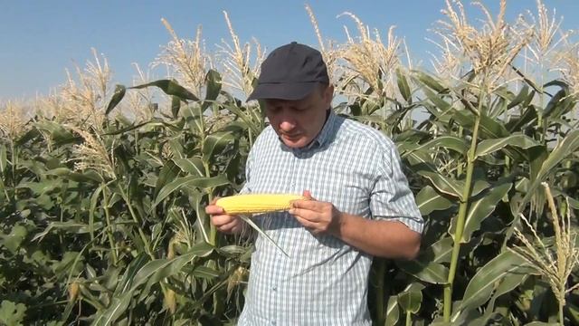 ДРАЙВЕР F1 - Большой початок кукурузы, очень перспективный гибрид (28-07-2018) смотреть онлайн