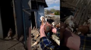 Кировоградские голуби г. Одесса