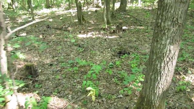 Внук деда лесника (грибы...) смотреть онлайн