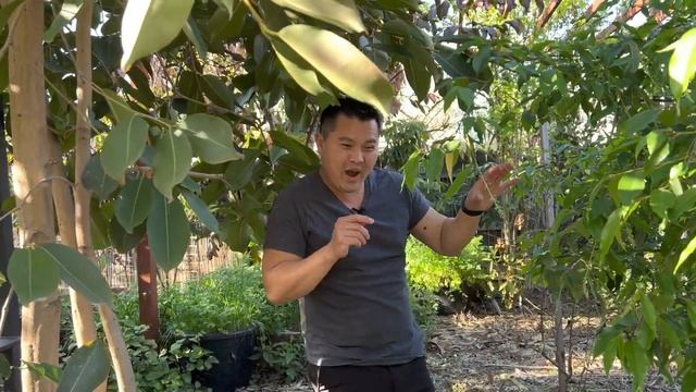 Super Fast Growers - Capulin Cherry & Jamun/Duhat/Java Plum Trees смотреть онлайн