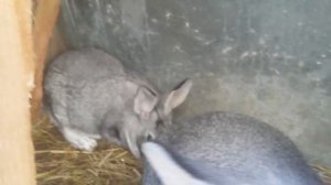 Случка (самочка первый раз)