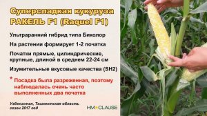 Супер новинка! Кукуруза РАКЕЛЬ F1!!!