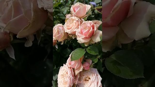 #Shorts Роза Эден Романтика. Флорибунда. смотреть онлайн