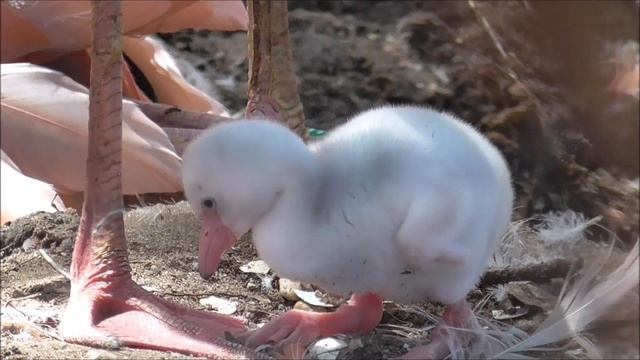 BABY FLAMINGO HATCHING AND GROWING смотреть онлайн
