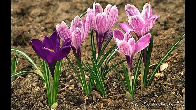 Евгений Григорьев - Цвет шафрана.mp4 смотреть онлайн