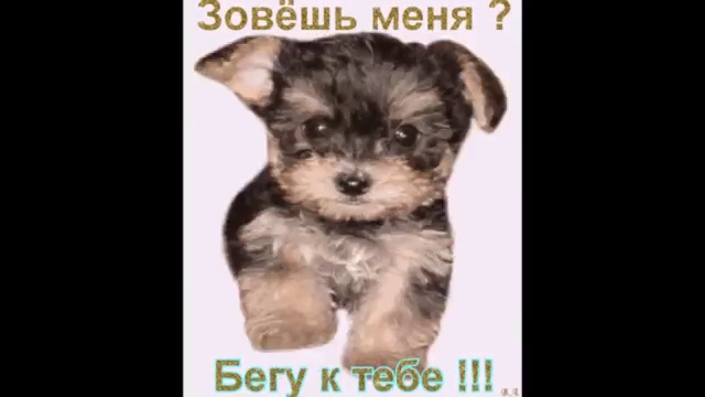 Ласковое слово и щенку приятно смотреть онлайн