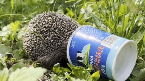 Ежик в сметане